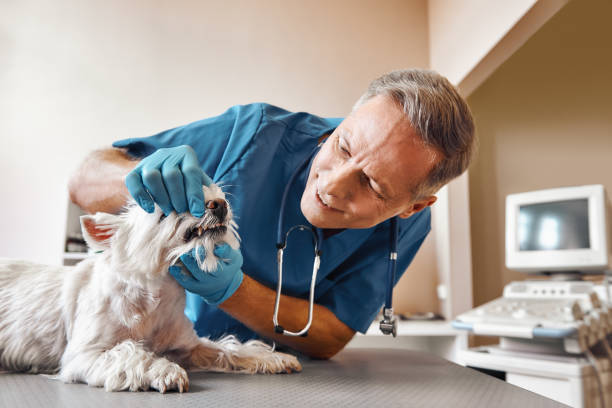 Best Emergency Tooth Extraction in Sigourney, IA